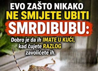EVO ZAŠTO NIKAKO NE SMIJETE UBITI SMRDIBUBU: Dobro je da ih IMATE U KUĆI, kad čujete RAZLOG zavolićete ih EVO ZAŠTO NIKAKO NE SMIJETE UBITI SMRDIBUBU: Dobro je da ih IMATE U KUĆI, kad čujete RAZLOG zavolićete ih - featured image