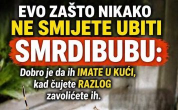 EVO ZAŠTO NIKAKO NE SMIJETE UBITI SMRDIBUBU: Dobro je da ih IMATE U KUĆI, kad čujete RAZLOG zavolićete ih EVO ZAŠTO NIKAKO NE SMIJETE UBITI SMRDIBUBU: Dobro je da ih IMATE U KUĆI, kad čujete RAZLOG zavolićete ih - featured image