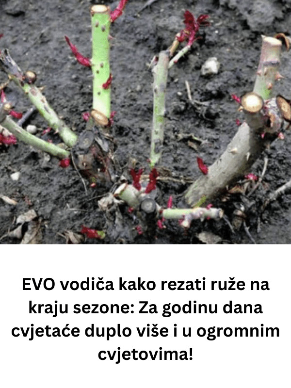 Kako pravilno orezati ruže pred kraj sezone: korak koji odlučuje o jačem grmu i bogatijem cvatu - featured image