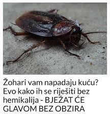 Žohari vam napadaju kuću? Evo kako ih se riješiti bez hemikalija – BJEŽAT ĆE GLAVOM BEZ OBZIRA - featured image