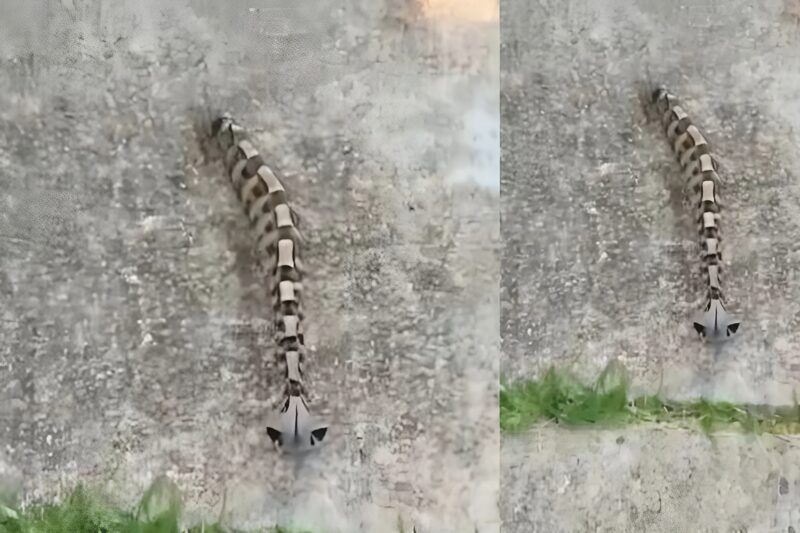 Ujutru sam u dvorištu primetila nešto i pomislila da je samo igračka, ali se stvarnost pokazala mnogo strašnijom. - featured image