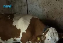 “Ovo se nije ranije desilo”: Čudo potreslo Srbiju: Krava Beba šokirala sve “Ovo se nije ranije desilo”: Čudo potreslo Srbiju: Krava Beba šokirala sve - featured image