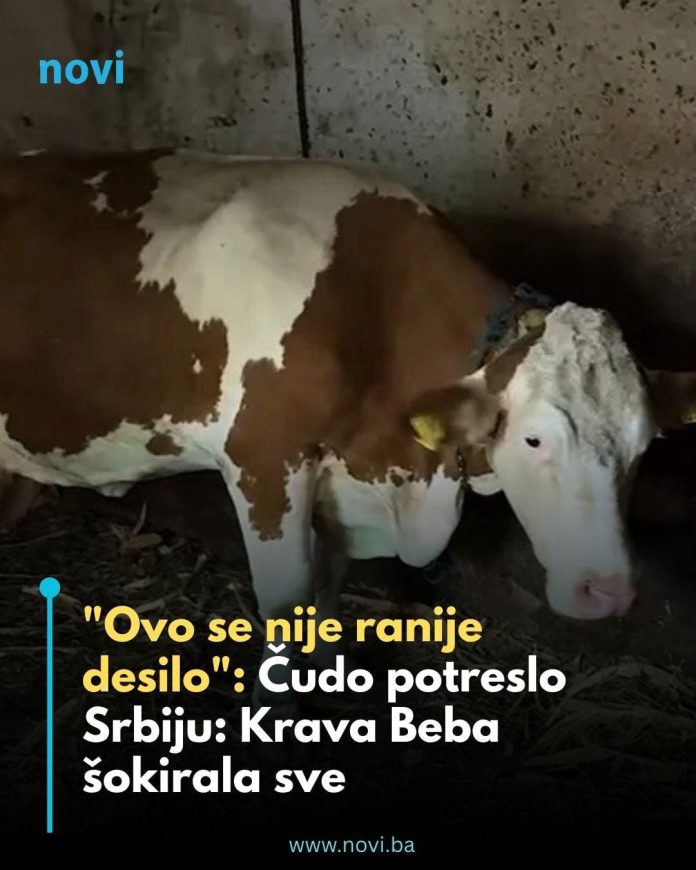 “Ovo se nije ranije desilo”: Čudo potreslo Srbiju: Krava Beba šokirala sve - featured image