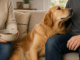 Why Your Dog Chooses a Favorite Person—And Why It Might Not Be the One Who Feeds Them